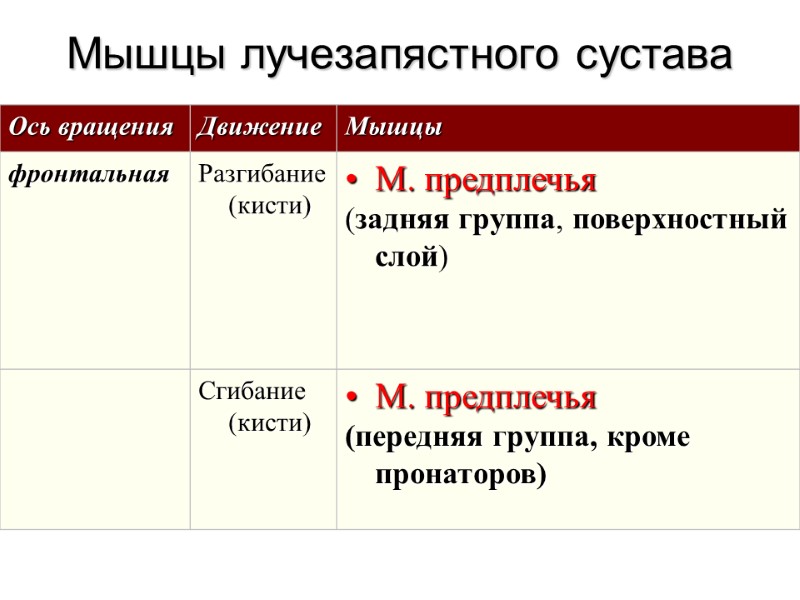 Мышцы лучезапястного сустава